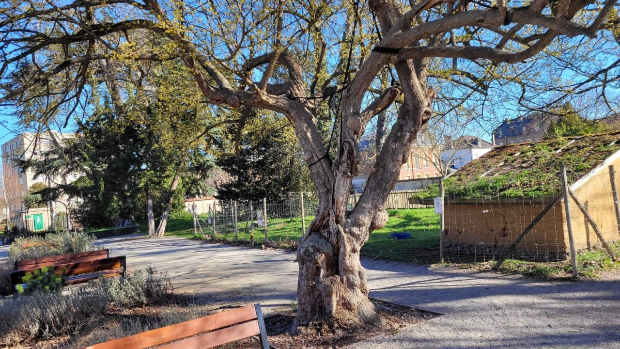 Parc du Cèdre